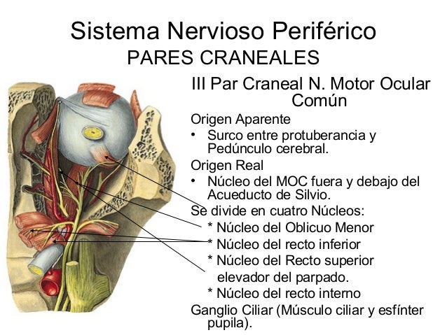 Pares craneales completo - Dr Yair Moises Flores S.