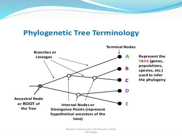what do interior nodes on a phylogenetic tree represent