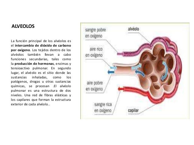 Partes del aparato respiratorio