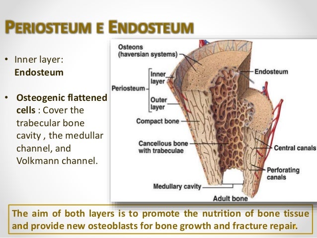 Human Bone Tissue