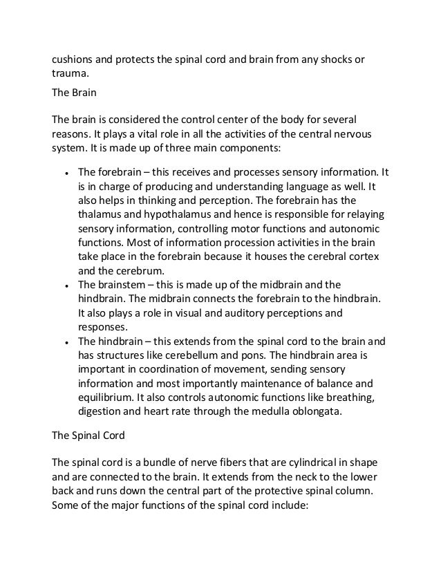 Brain essay