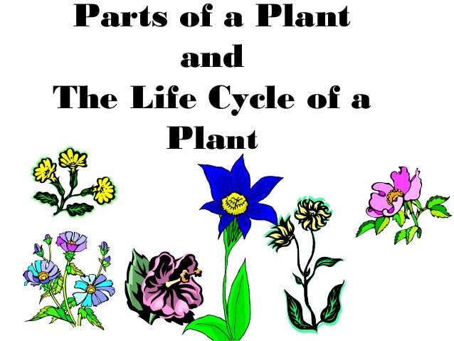 parts of a flower essay parts of a flower essay