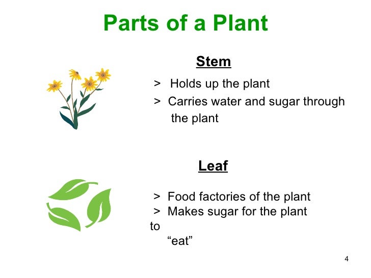 Parts of a plant ppt