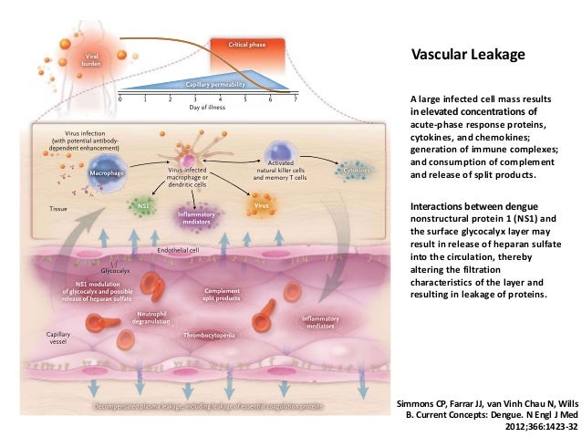 Prospects For A Dengue Virus Vaccine Nature Reviews Microbiology Prospects For A Dengue Virus Vaccine Nature Reviews Microbiology