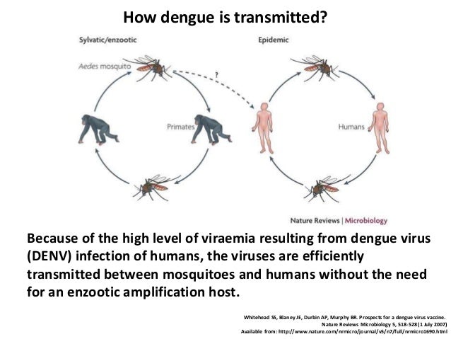 essay about most div infection