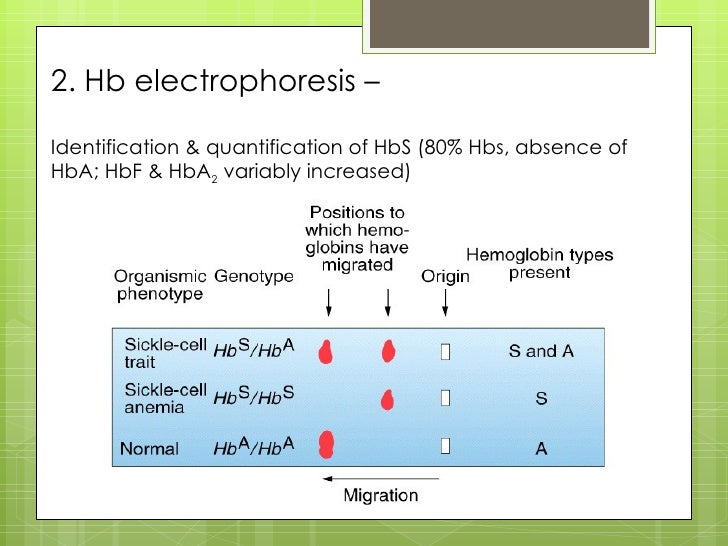 Pathology hematology 3