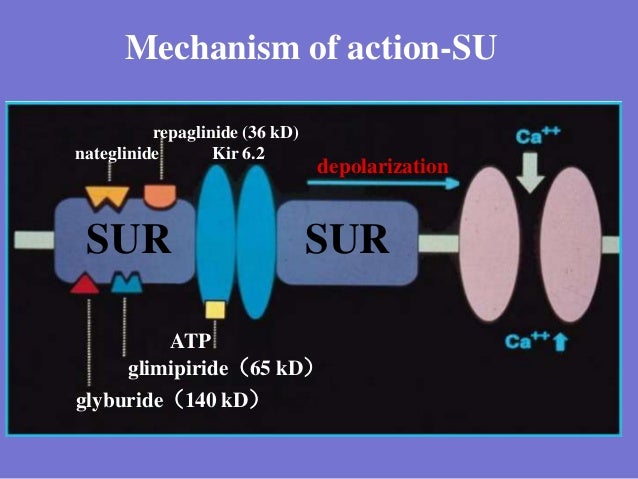 Glyburide Action