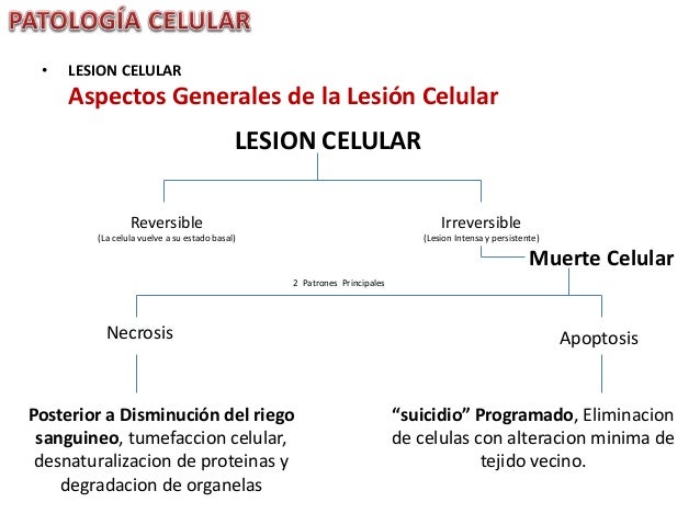 Viral Que Es La Lesión Celular viral Viral Que Es La Lesión Celular viral