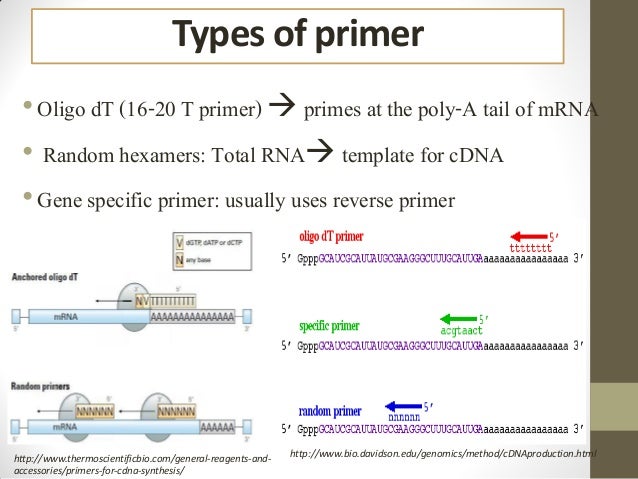 pcr primer design how to design rna primers