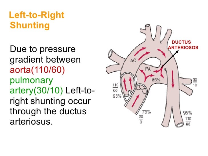 Pda Part 3 Anatomy Physiology
