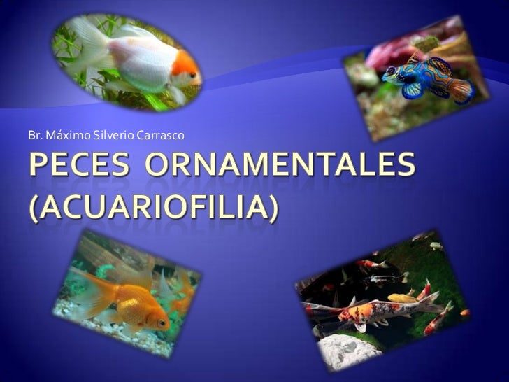 FOTOS DE PECES ORNAMENTALES fotos de peces ornamentales: