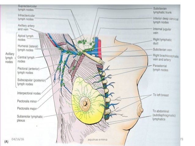 Pectoral region and breast surgical anatomy