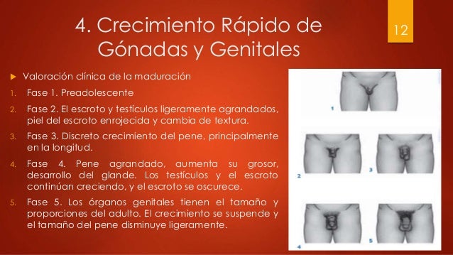 La máscara para la persona de las anguillas el carbón activo