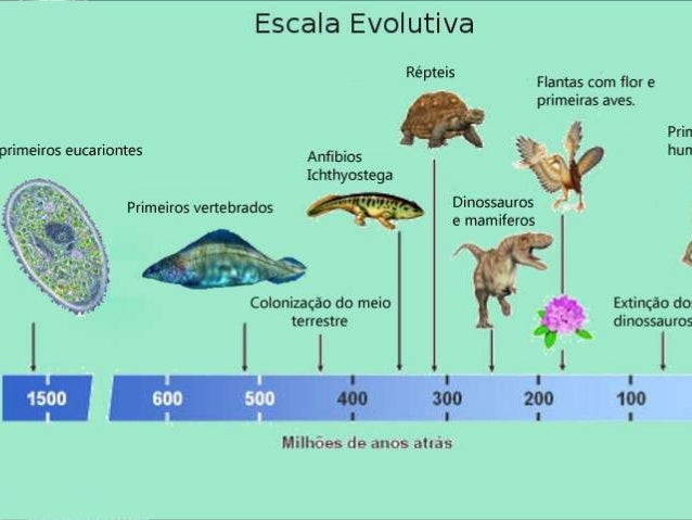 Os primeiros vertebrados