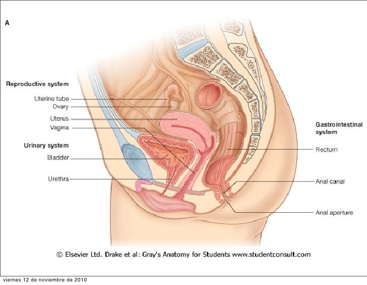 Женская репродуктивная система выполняет две важные функции - яичники выраб