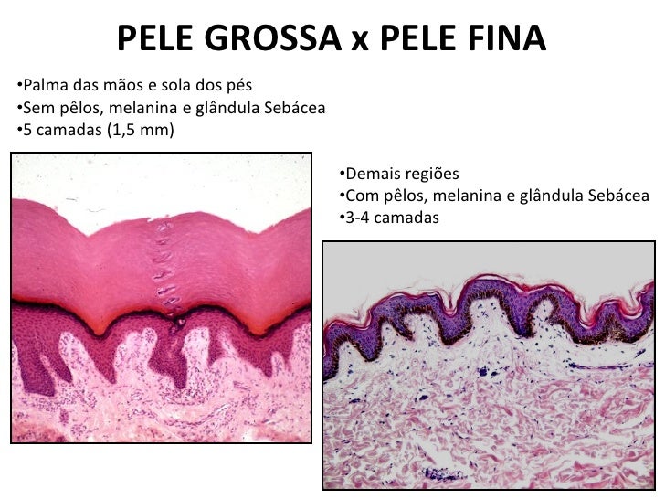 Pele e anexos2012