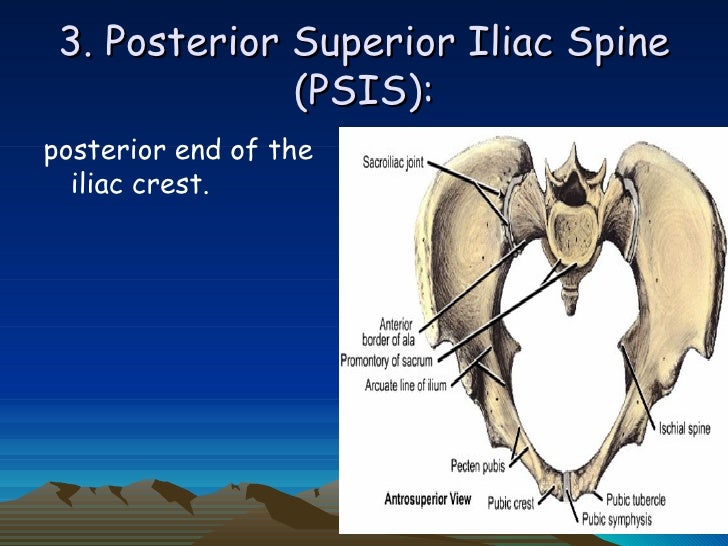 posterior enthesis posterior enthesis
