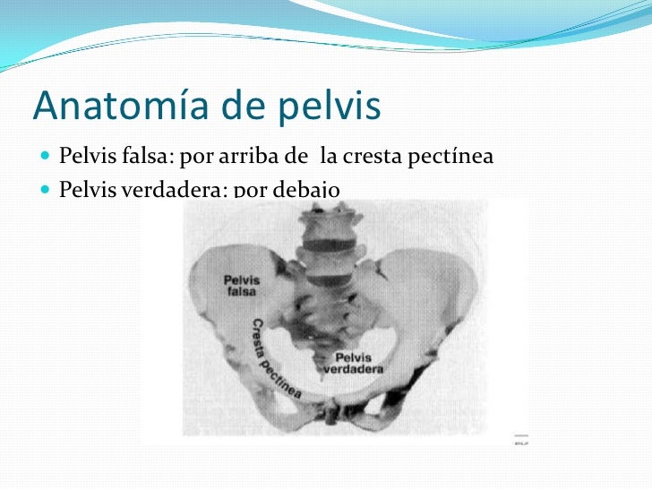 Pelvis Verdadera Y Pelvis Falsa