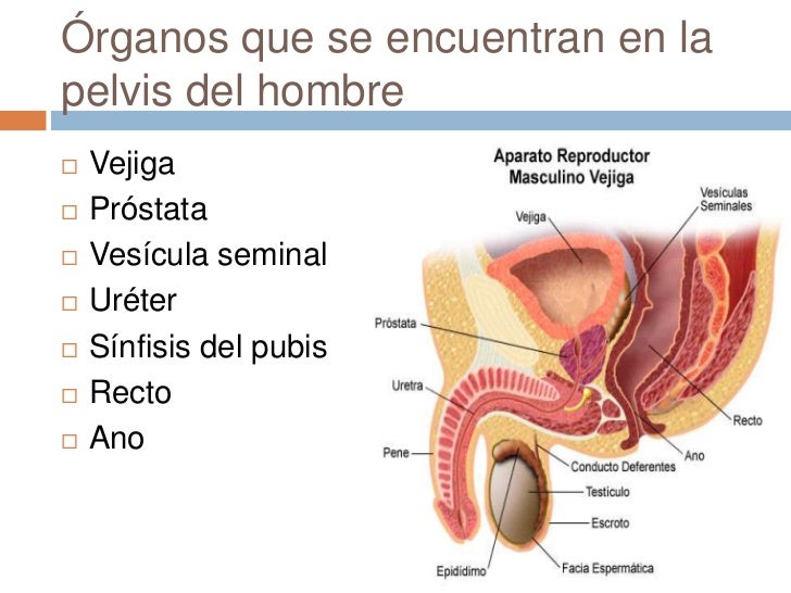 Ubicacion Del Perineo En El Hombre