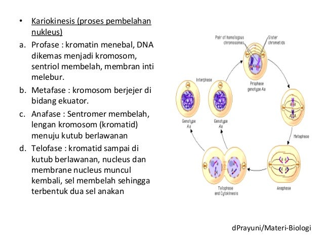 Pembelahan sel
