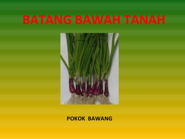 PembiakanTumbuhan PembiakanTumbuhan