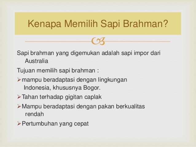 usaha ternak ayam petelur cara ternak sapi current