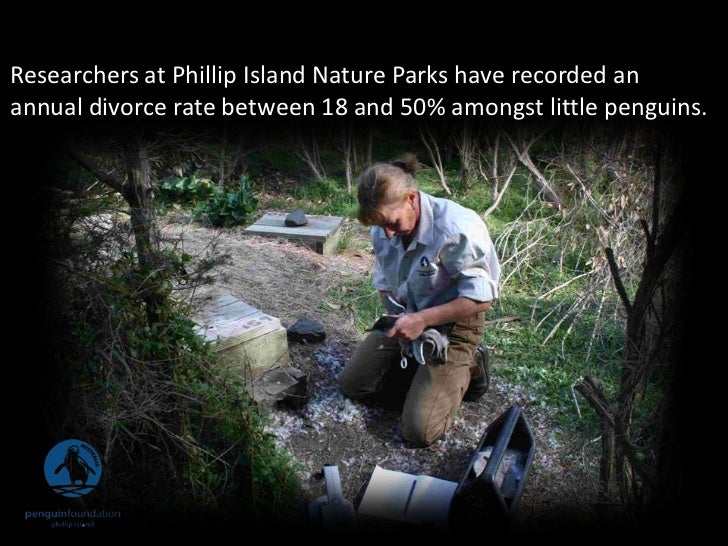 Phillip Island Penguins Facts Phillip Island Penguins Facts