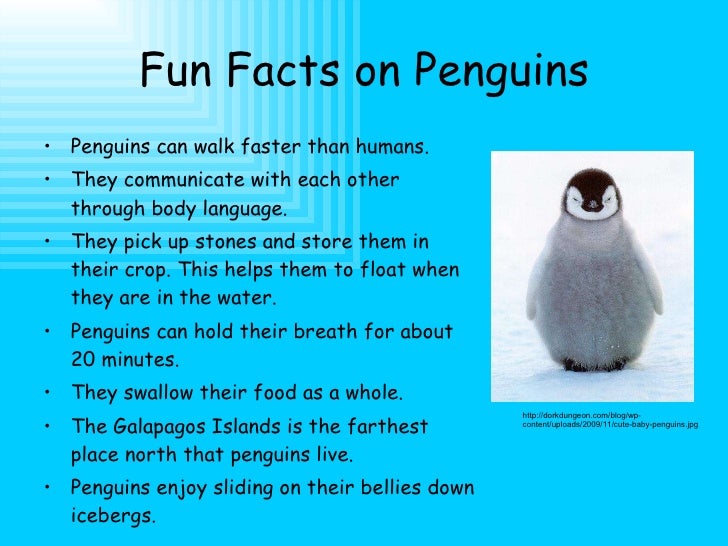Penguins Penguins