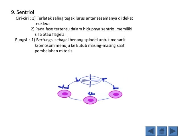 7 Perbedaan Karakteristik Jaringan Sel Hewan & Tumbuhan