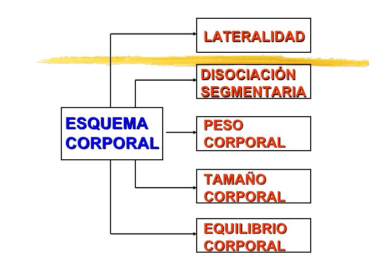 tratamiento natural para quemar grasa abdominal tratamiento natural para quemar grasa abdominal