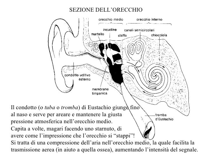 Percezione