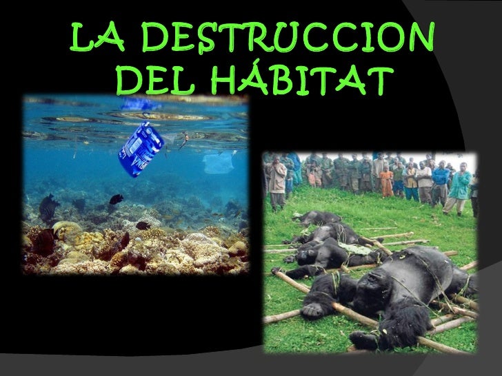 Perdida de biodiversidad