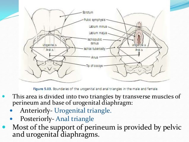 Perineal lacerations