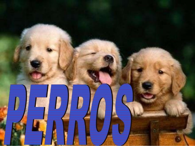 http://www.slideshare.net/ali4318/razas-de-perros-32942570#