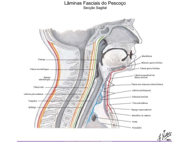 Pescoço - anatomia - o que um médico generalista precisa saber de ana…