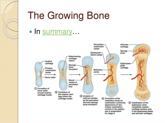 5.3 bone growth