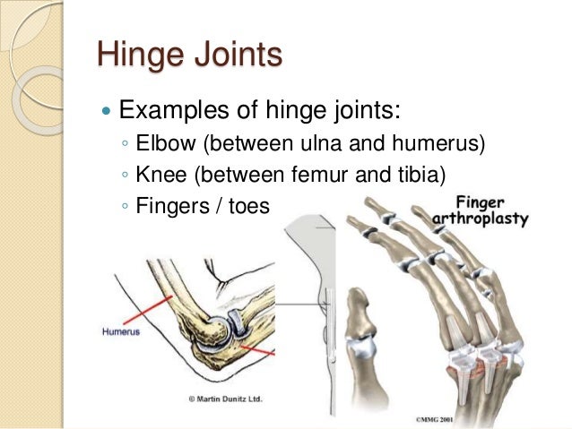 5.5 synovial joints and contraindicated exercises