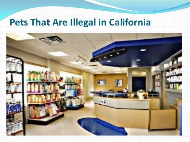 pets-that-are-illegal-in-california