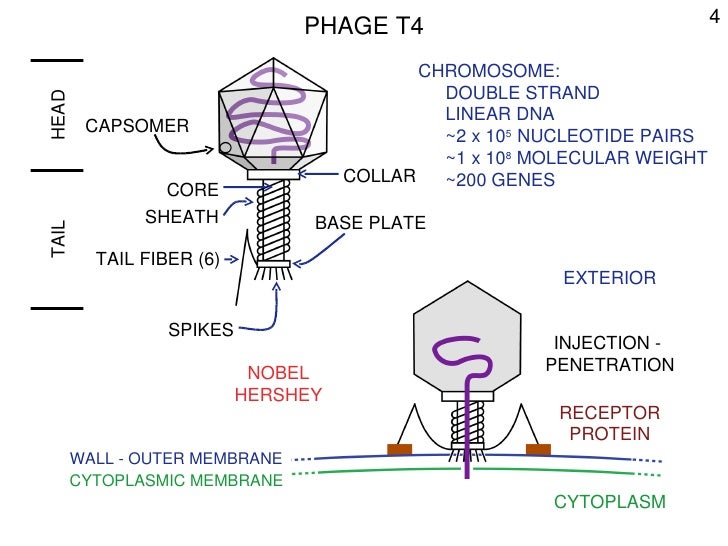 Phage
