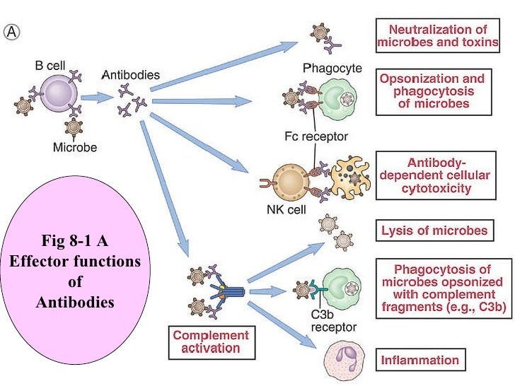 Pharm immuno911 portal
