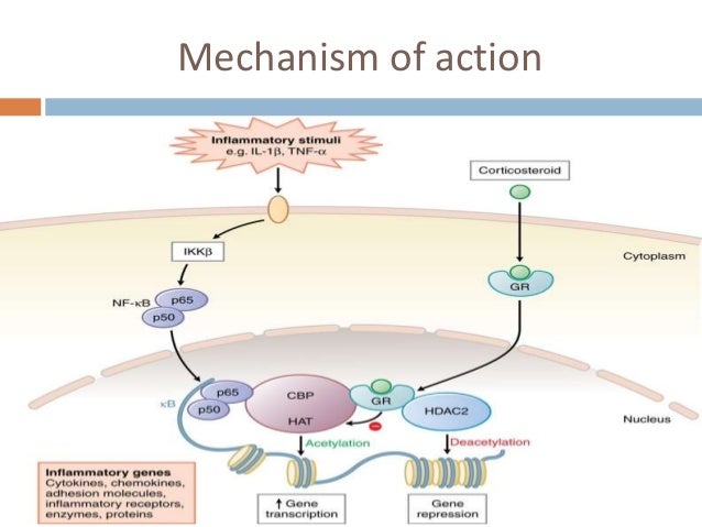 Levitra Mechanism Of Action