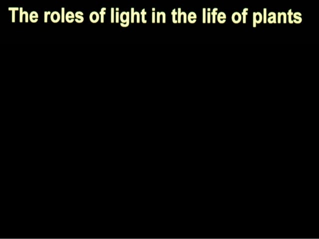 a study on growth and developmental plant responses to light and nutrients Light, nutrients and the growth of herbaceous forest species light, a main determinant of plant growth. a study on growth and developmental plant responses to light and nutrients Light, nutrients and the growth of herbaceous forest species light, a main determinant of plant growth.