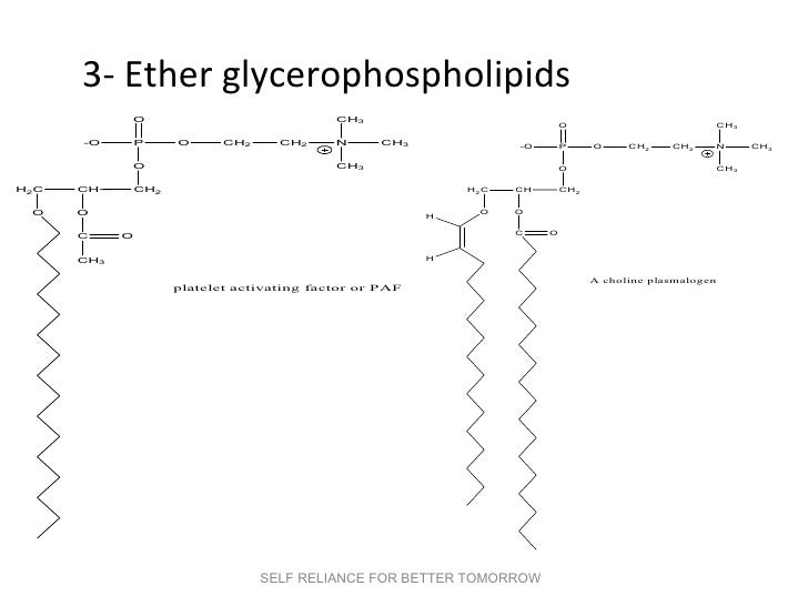 Phospholipids cholesterol