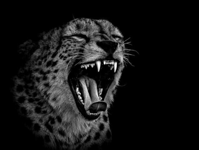 svart jaguar svart jaguar
