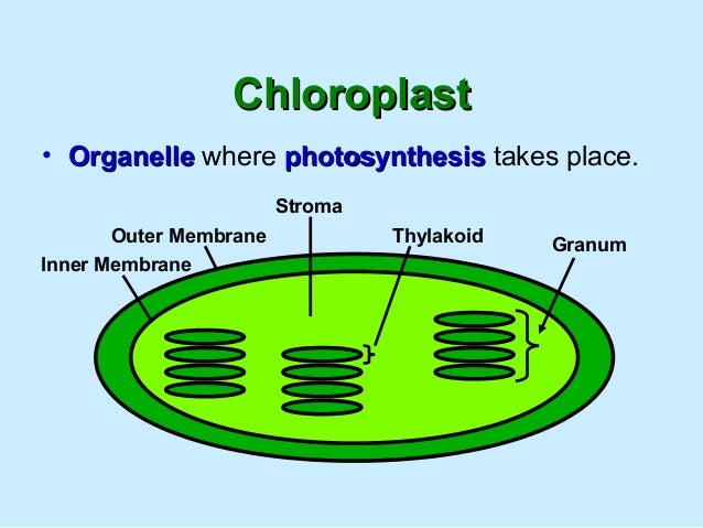 In Which Organelle Does Photosynthesis Take Place