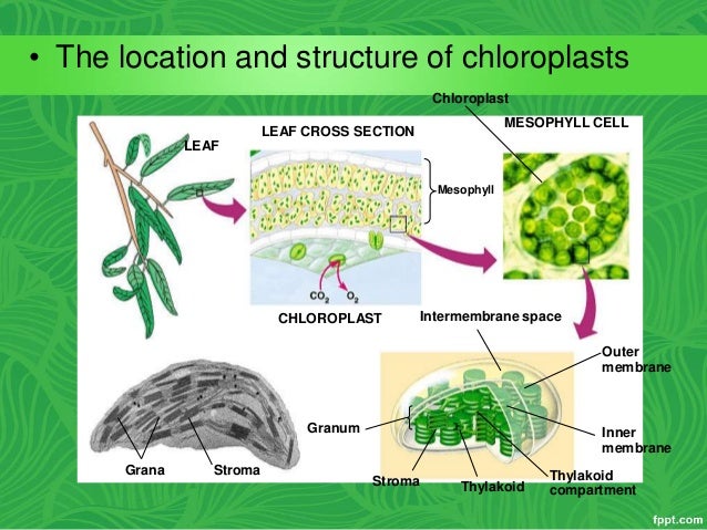 Does A Chlorophyll Contain A Porphyrin Ring And Phytol Tail Does A Chlorophyll Contain A Porphyrin Ring And Phytol Tail
