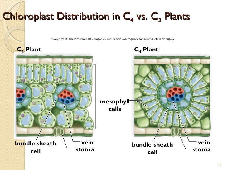 Photosynthesis/Cell Resp.