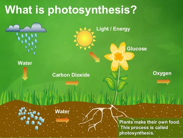 photosythesis games photosythesis games