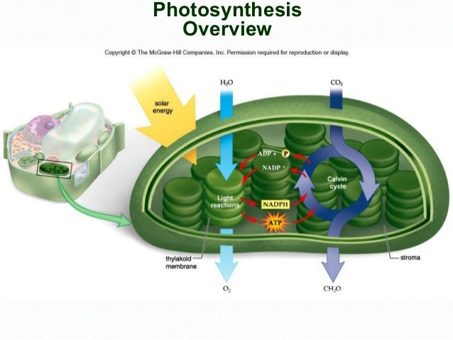 Photosynthesis overview worksheet image