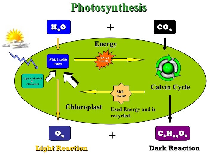 Light-dependent reactions image